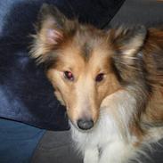 Shetland sheepdog Mind Me Micha