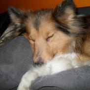 Shetland sheepdog Mind Me Micha