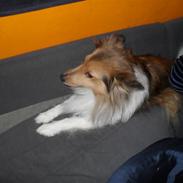 Shetland sheepdog Mind Me Micha