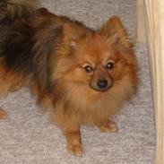 Pomeranian Zep von red bull's