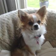 Chihuahua sisi