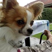 Chihuahua sisi