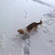 Chihuahua sisi
