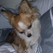 Chihuahua sisi