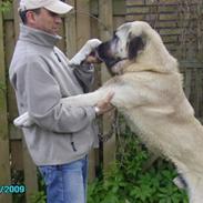 Kangal Bodyguard