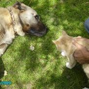 Kangal Bodyguard