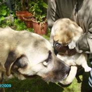 Kangal Bodyguard