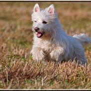 West highland white terrier Milo