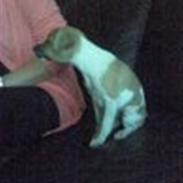 Blanding af racer Luca