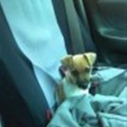 Blanding af racer Luca