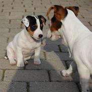 Jack russell terrier Pappi von Red Bull´s Pepp