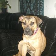 Boerboel anasha Laika