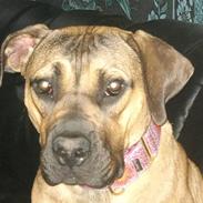 Boerboel anasha Laika