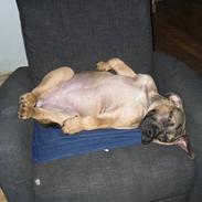 Boerboel anasha Laika