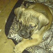 Boerboel anasha Laika