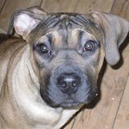 Boerboel anasha Laika