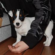 Jack russell terrier Pappi von Red Bull´s Pepp