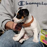 Jack russell terrier Pappi von Red Bull´s Pepp