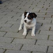 Jack russell terrier Pappi von Red Bull´s Pepp