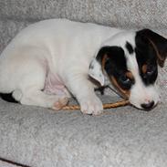 Jack russell terrier Pappi von Red Bull´s Pepp