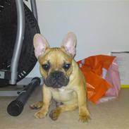 Fransk bulldog Ozzy