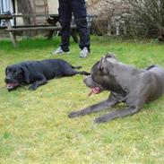 Amerikansk staffordshire terrier Bom Bom