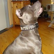 Amerikansk staffordshire terrier Bom Bom