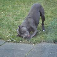 Amerikansk staffordshire terrier Bom Bom