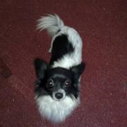 Blanding af racer Keld chihuahua/papillon