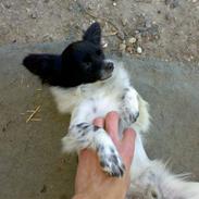Blanding af racer Keld chihuahua/papillon