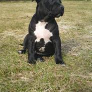 Amerikansk staffordshire terrier Nemo
