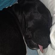 Amerikansk staffordshire terrier Nemo