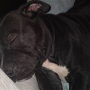 Amerikansk staffordshire terrier Nemo