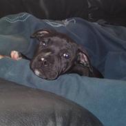 Amerikansk staffordshire terrier Nemo