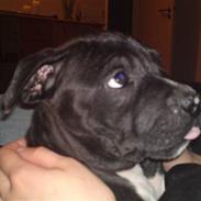 Amerikansk staffordshire terrier Nemo