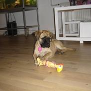 Bullmastiff Kahlua