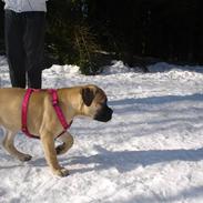 Bullmastiff Kahlua