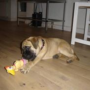 Bullmastiff Kahlua