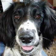 Engelsk springer spaniel Whinie