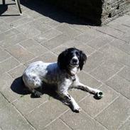 Engelsk springer spaniel Whinie