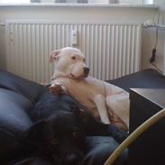 Blanding af racer Luna