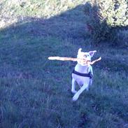 Blanding af racer Luna