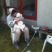 Amerikansk bulldog Zita