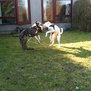 Amerikansk bulldog Zita