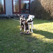 Amerikansk bulldog Zita