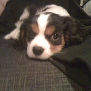 Cavalier king charles spaniel R.I.P Milo:'(  