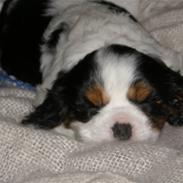 Cavalier king charles spaniel R.I.P Milo:'(  