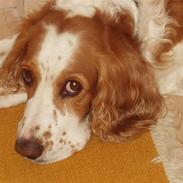 Blanding af racer Rumle