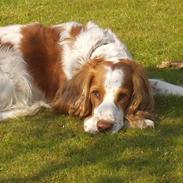 Blanding af racer Rumle