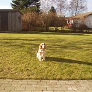 Blanding af racer Rumle